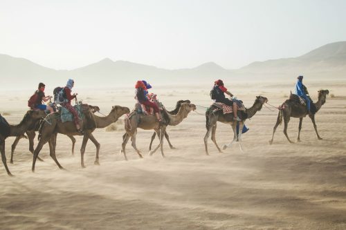camels 1000 x 666